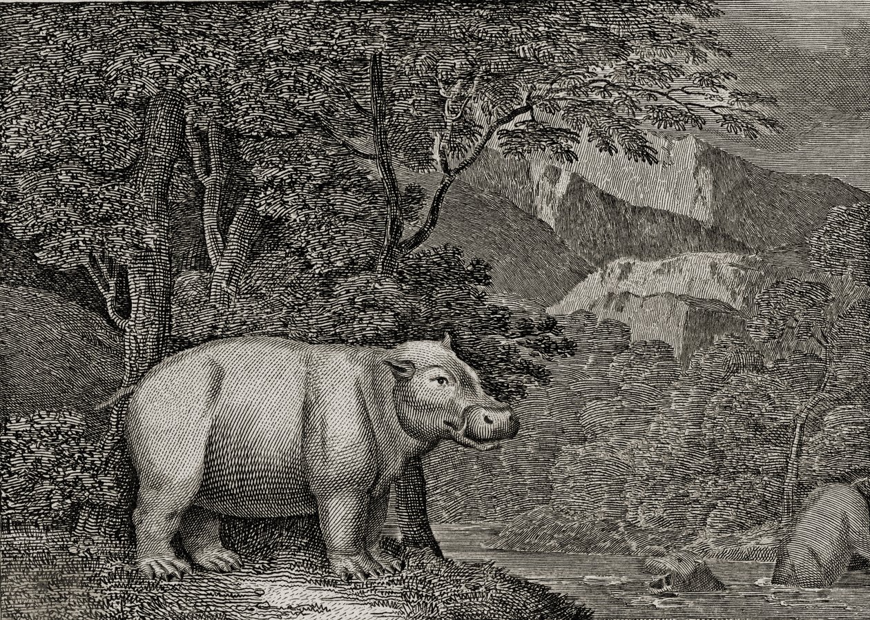 好望角的河马，发表于“世界的一般观点”，1807年 作者 威廉·马歇尔·克雷格