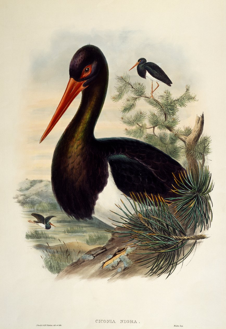 黑鹳（Ciconia nigra），石版画，选自《大不列颠的鸟》。 作者 威廉·马修·哈特