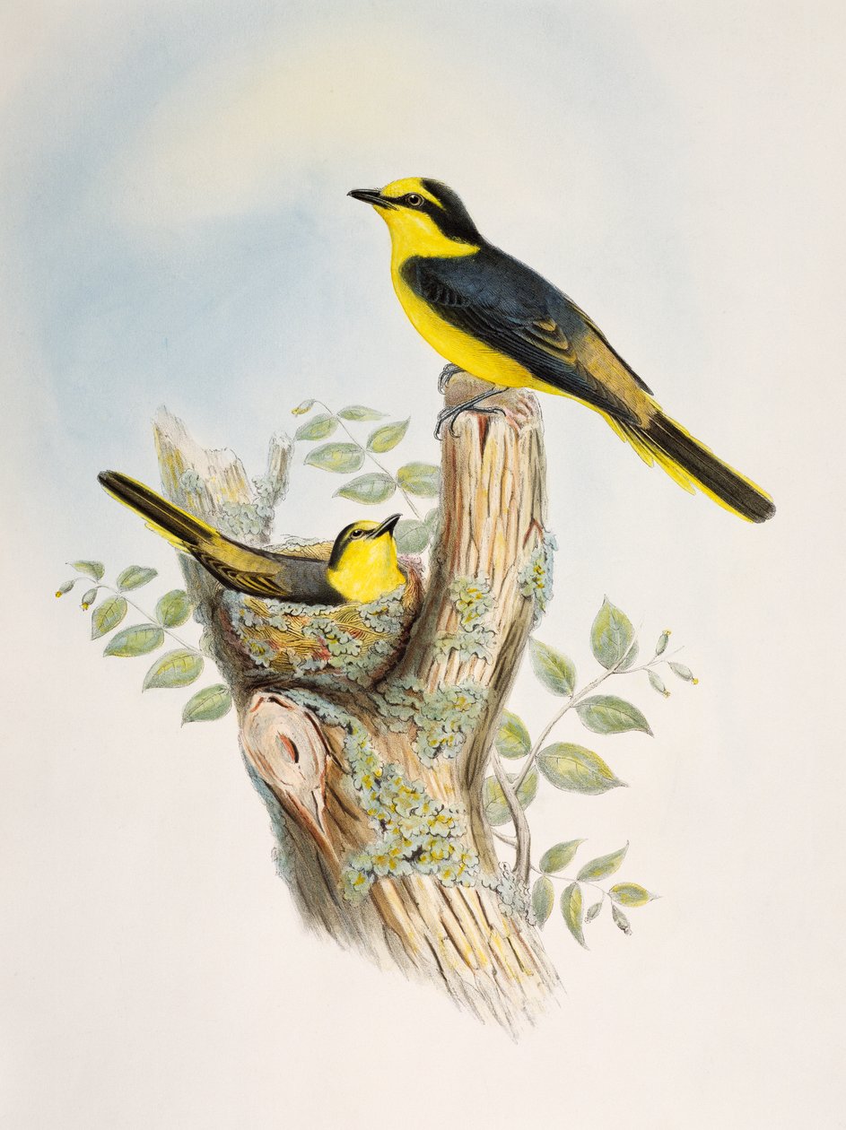 褐腰子狸（Pericrocotus cantonensis），石版画，选自《亚洲鸟类》。 作者 威廉·马修·哈特