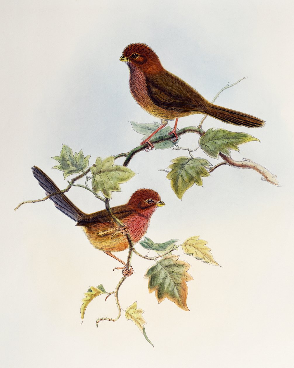棕翅鹦鹉（Paradoxornis brunneus），石版画，来自《亚洲鸟类》。 作者 威廉·马修·哈特