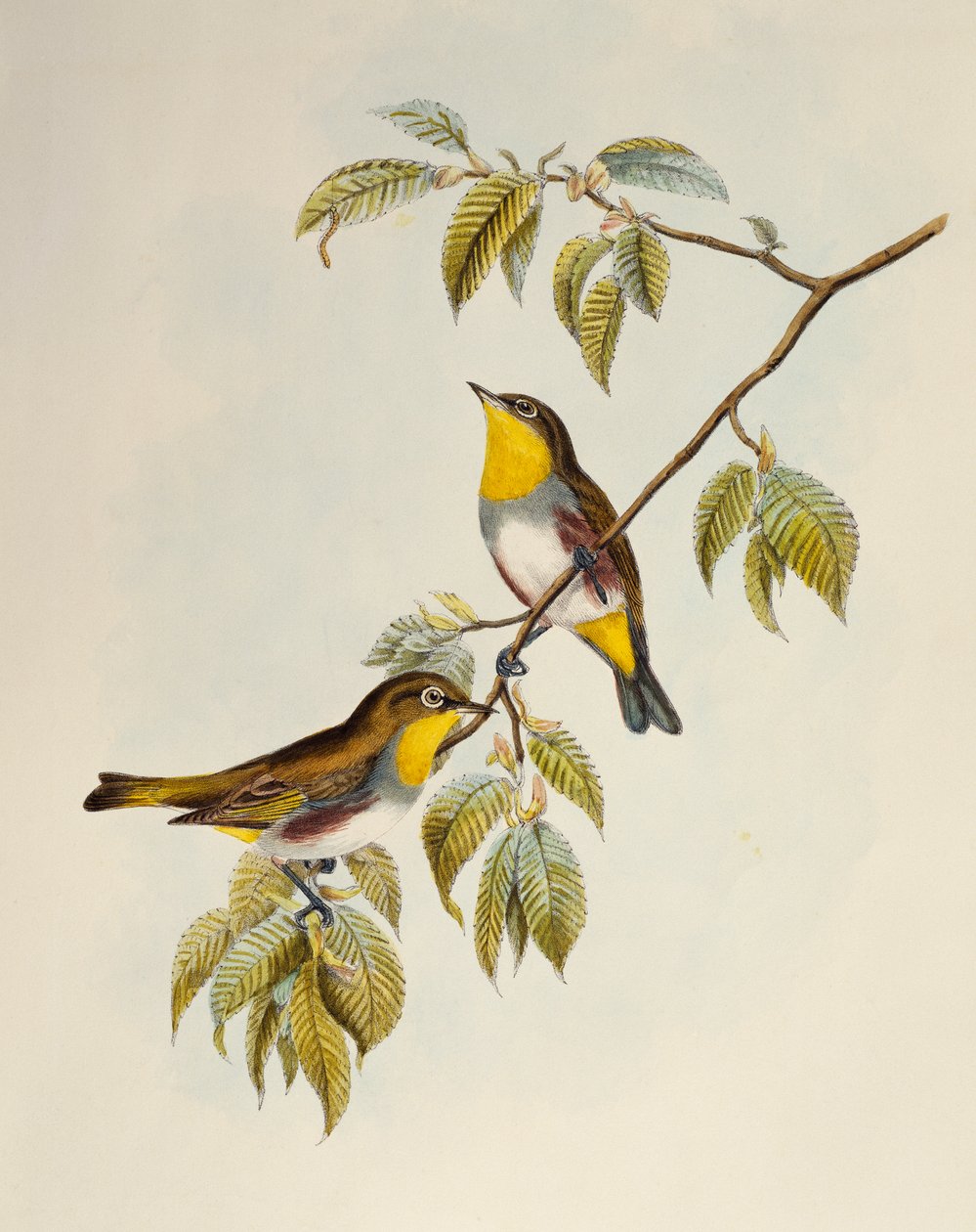 栗色白眼鸟（Zosterops erythropleurus），石版画，来自《亚洲鸟类》。 作者 威廉·马修·哈特