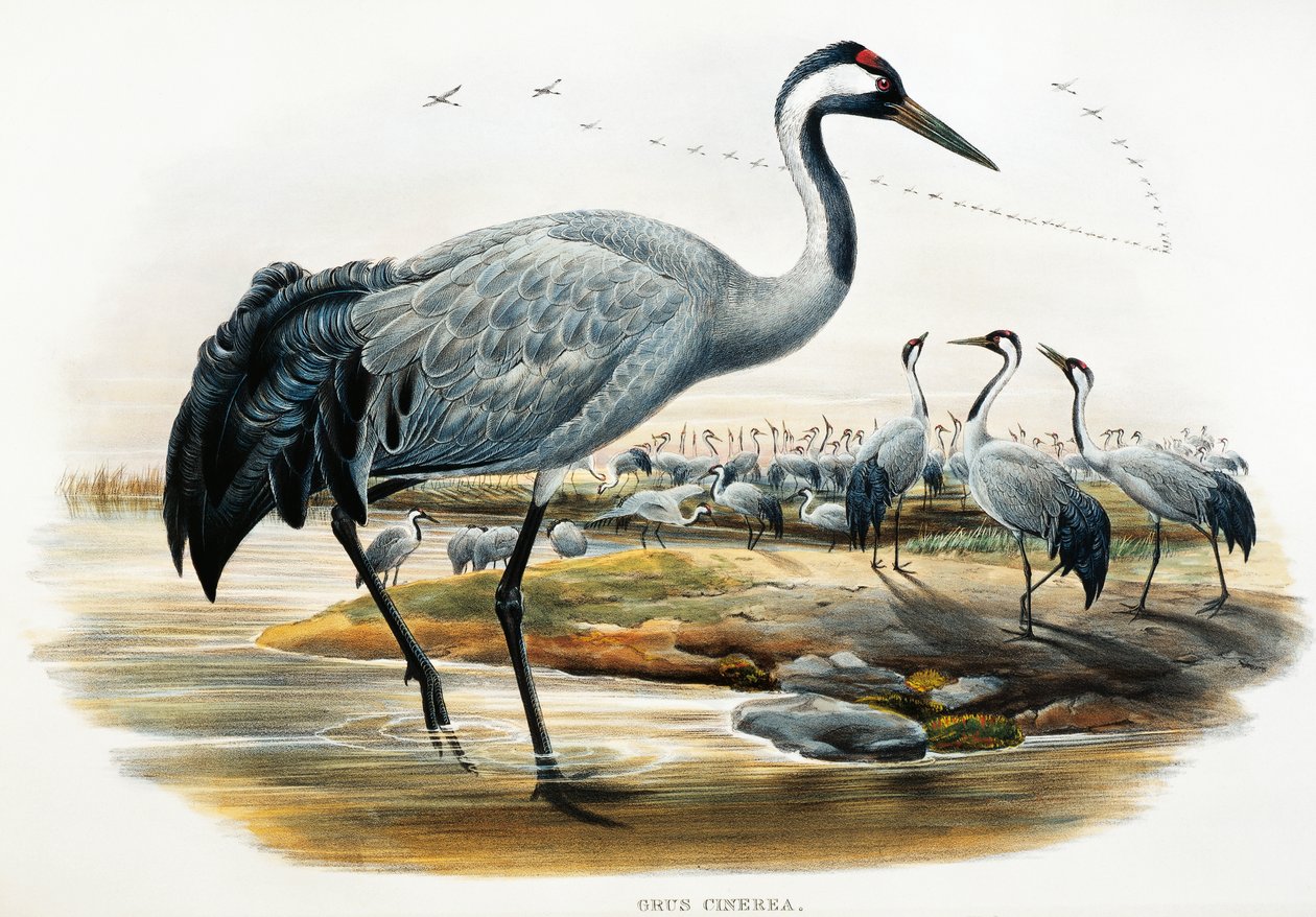 普通鹤（Grus cinerea），石版画，选自《大不列颠的鸟》。 作者 威廉·马修·哈特