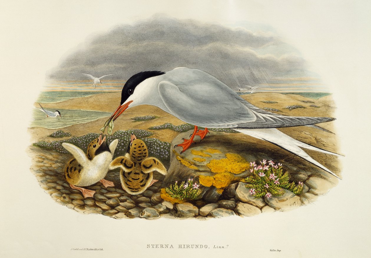 普通燕鸥（Sterna hirundo），石版画，来自《大不列颠的鸟》。 作者 威廉·马修·哈特