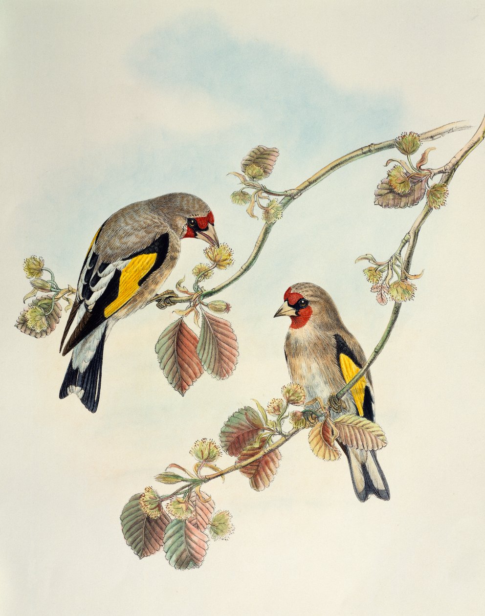 欧洲金翅雀（Carduelis carduelis caniceps），石版画，来自《亚洲鸟类》。 作者 威廉·马修·哈特