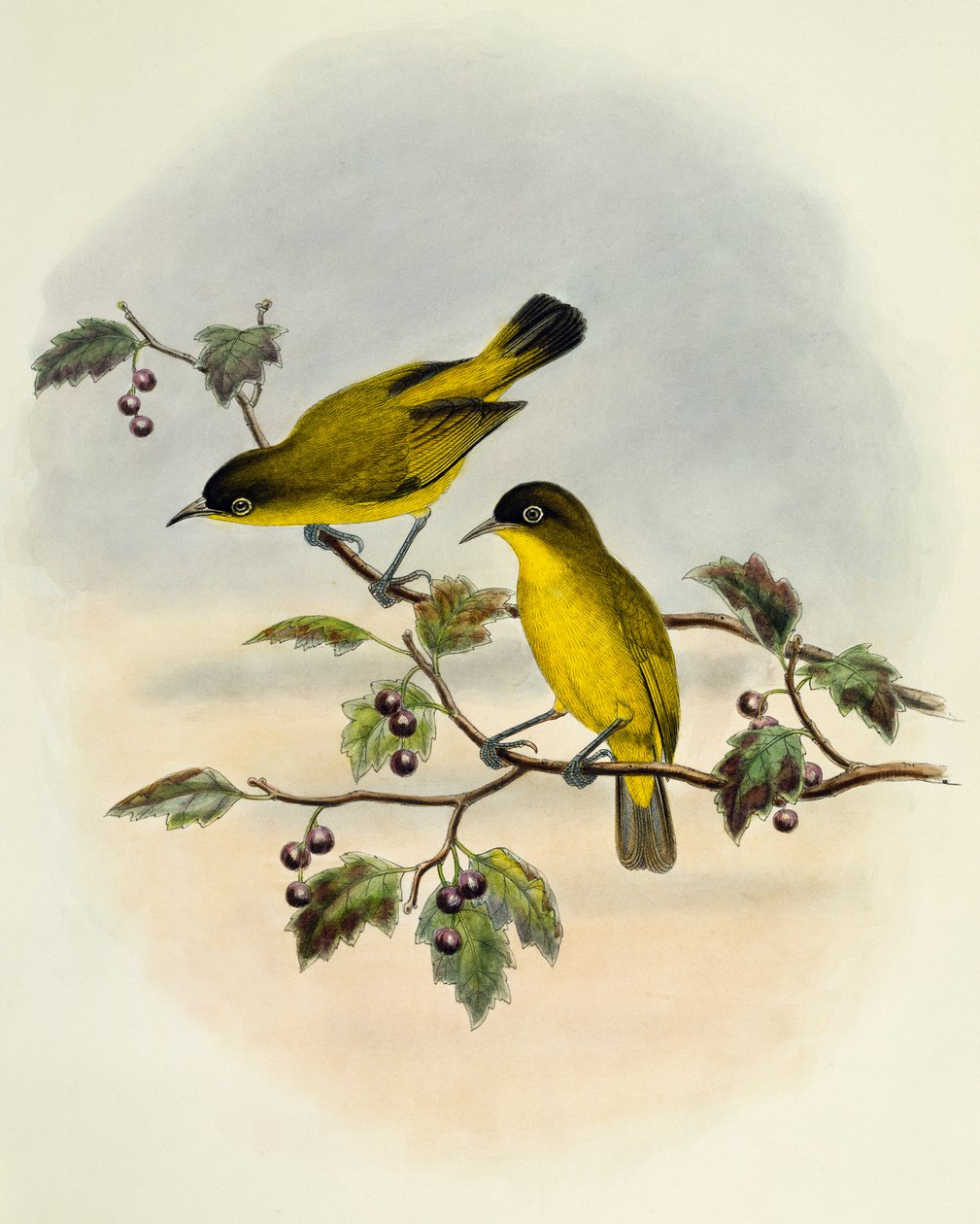 金腹白眼鱼 (Zosterops uropygialis)，由英国威廉马修哈特 (1830-1908) 雕刻 作者 威廉·马修·哈特