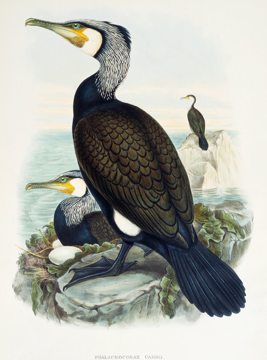 大鸬鹚（Phalacrocorax carbo），石版画，来自《大不列颠的鸟》。 作者 威廉·马修·哈特