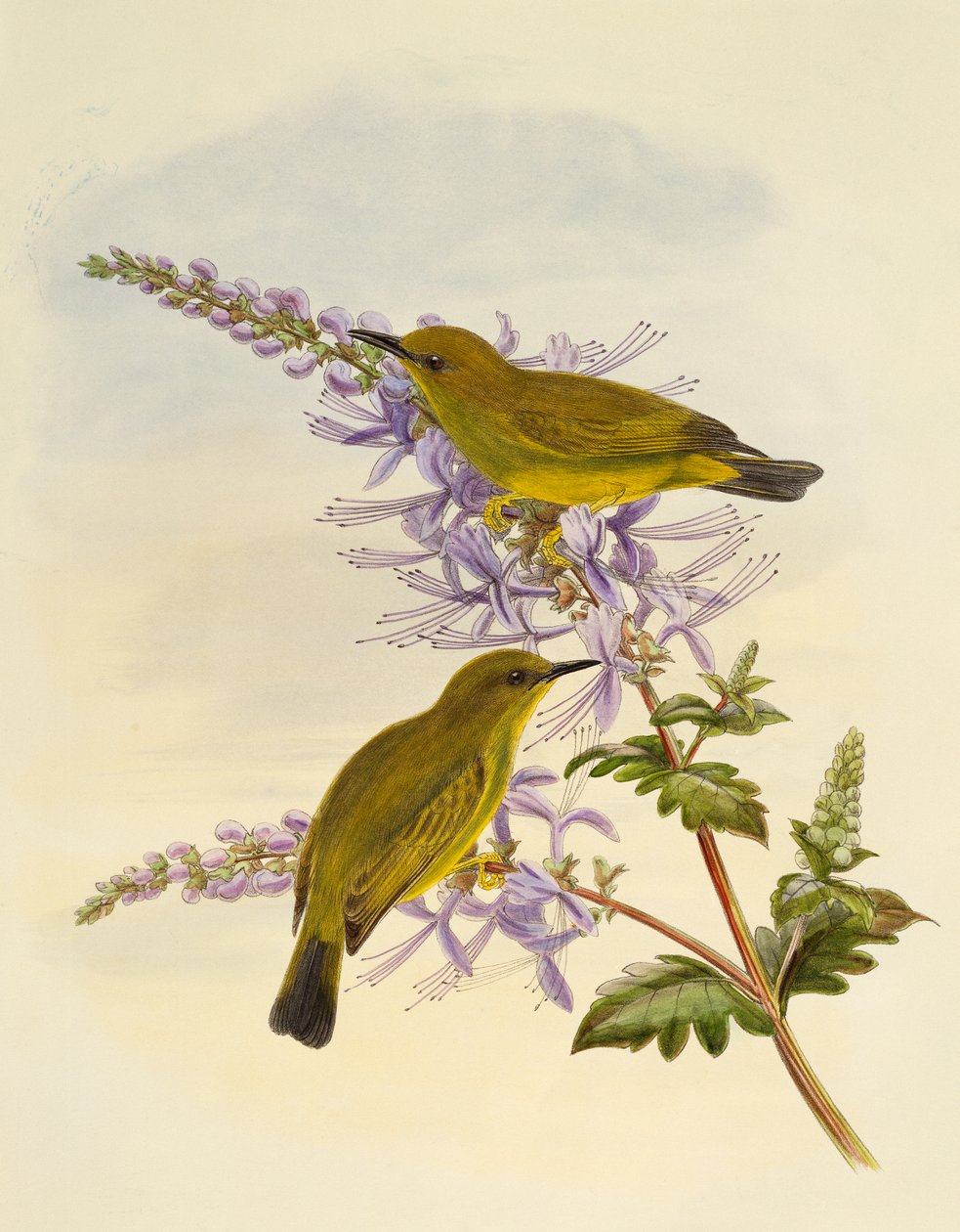 灰喉白眼鱼 (Zosterops rendovae)，由英国威廉马修哈特 (1830-1908) 雕刻 作者 威廉·马修·哈特
