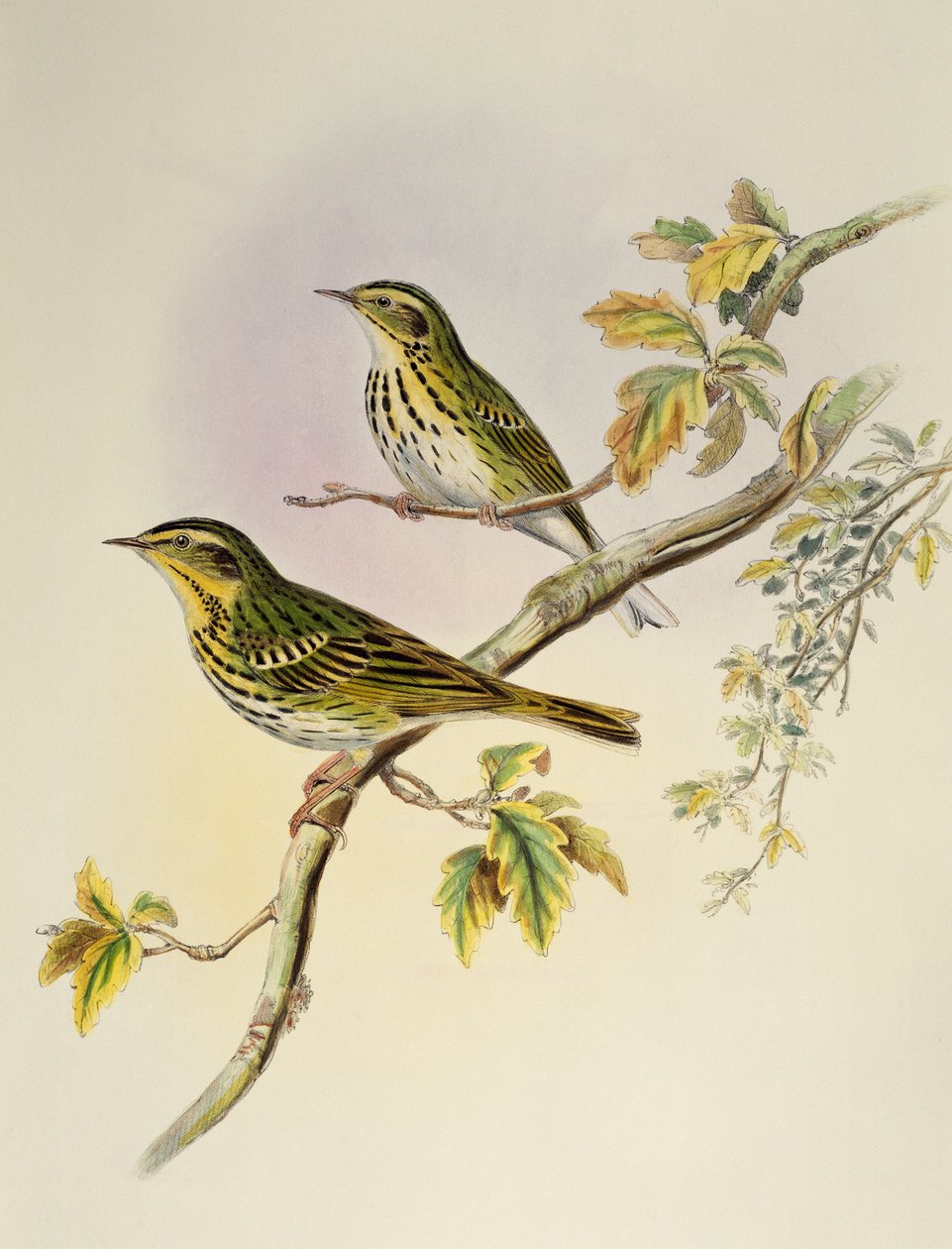 印度树蛙（Pipastes agilis），石版画，来自《亚洲鸟类》。 作者 威廉·马修·哈特