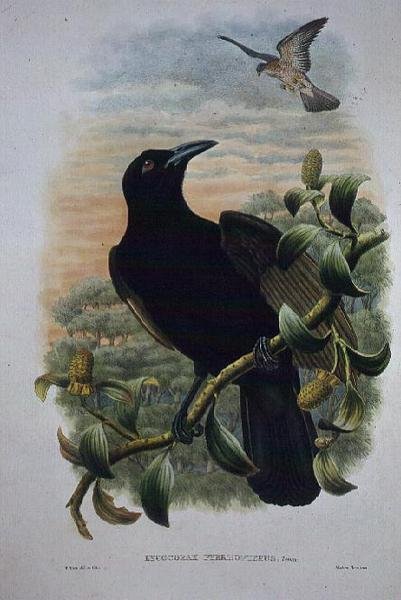 天堂乌鸦（Lucocorax Pyrrhopterus），天堂乌鸦或乌鸦（litho）。 作者 威廉·马修·哈特