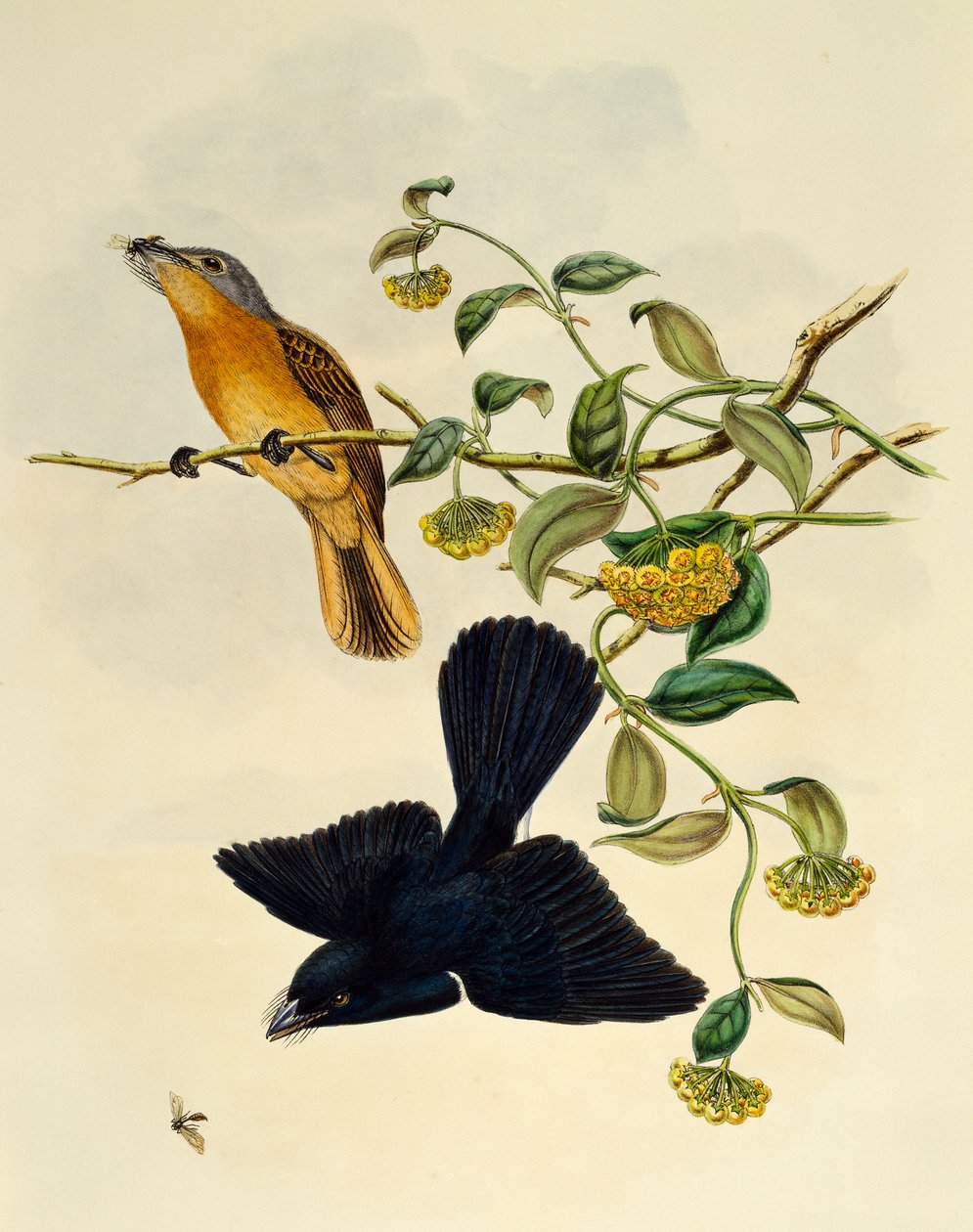 赭石头鶲（Myiagra cervinicauda），威廉-马修-哈特（1830-1908）的雕刻作品，英国 作者 威廉·马修·哈特