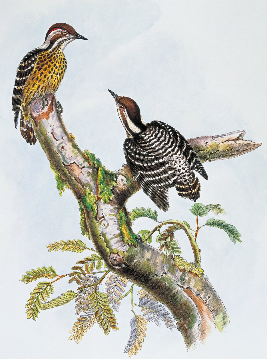 菲律宾侏儒啄木鸟 (Dendrocopos maculatus)，William Matthew Hart (1830-1908) 的石版画，英国 作者 威廉·马修·哈特