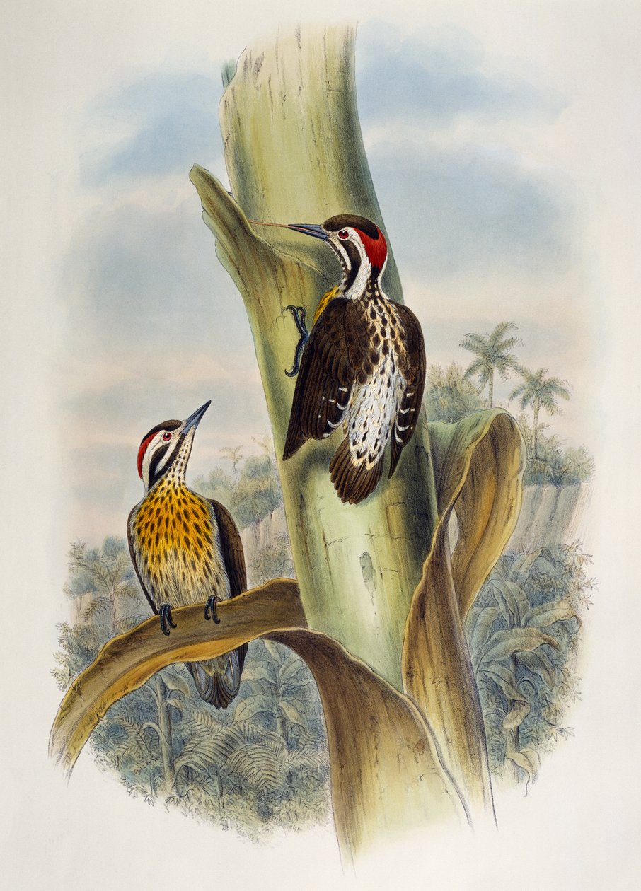 菲律宾侏儒啄木鸟（Dendrocopos maculatus），石版画，来自《亚洲鸟类》。 作者 威廉·马修·哈特