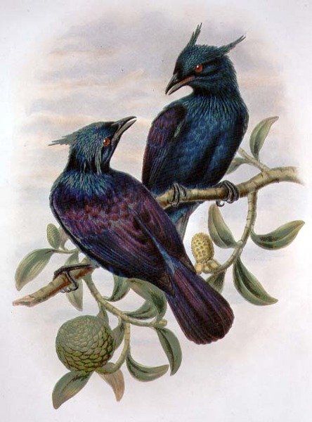 Phonygama Purpureiviolacea（彩色平版）。 作者 威廉·马修·哈特