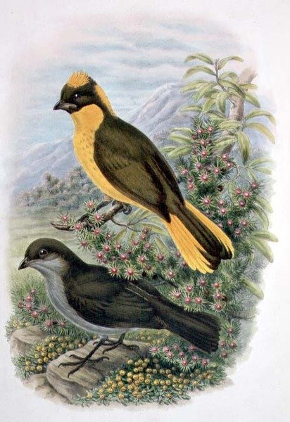 Prinodura Newtoniana, Golden Bowerbird (彩色平版) 作者 威廉·马修·哈特
