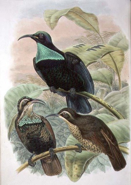 天堂鸟（Ptiloris Paradiseus），步枪式天堂鸟（彩色平印）。 作者 威廉·马修·哈特