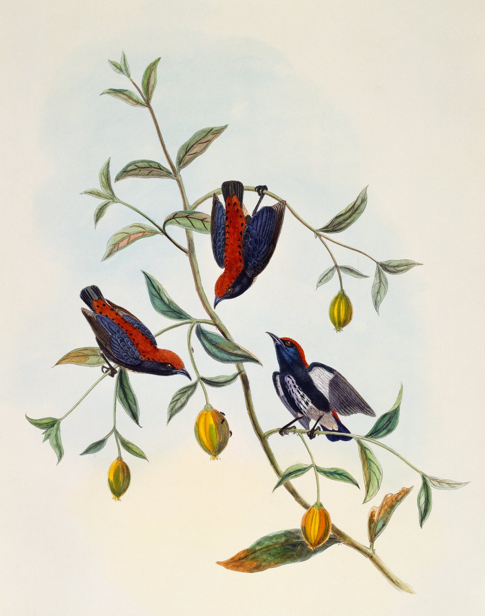 红背啄花鸟 (Dicaeum cruentatum)，由英国威廉马修哈特 (1830-1908) 雕刻 作者 威廉·马修·哈特