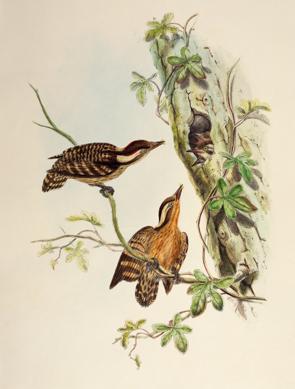 巽他啄木鸟（Dendrocopos moluccensis），石版画，来自《亚洲鸟类》。 作者 威廉·马修·哈特