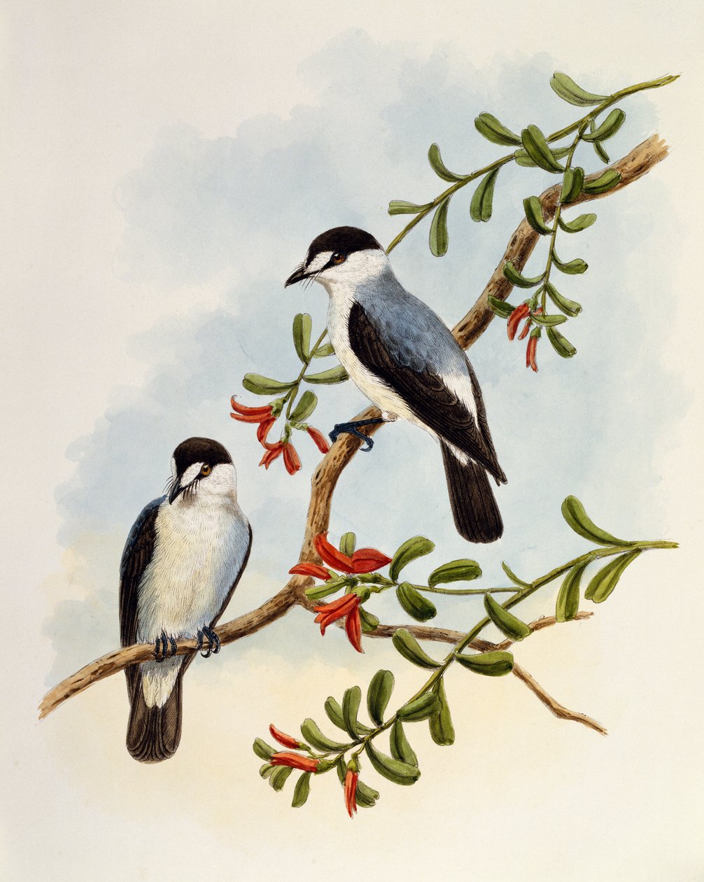 Torrent Robin (Monachella muelleriana)，由英国威廉马修哈特 (1830-1908) 雕刻 作者 威廉·马修·哈特