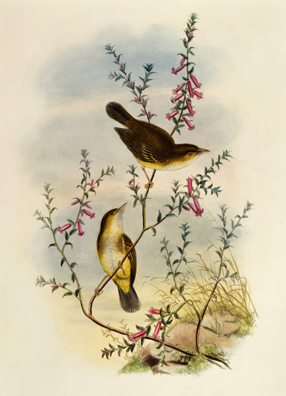 White Spotted Flycatcher (Pseudogerygone notata)，由英国威廉马修哈特 (1830-1908) 雕刻 作者 威廉·马修·哈特