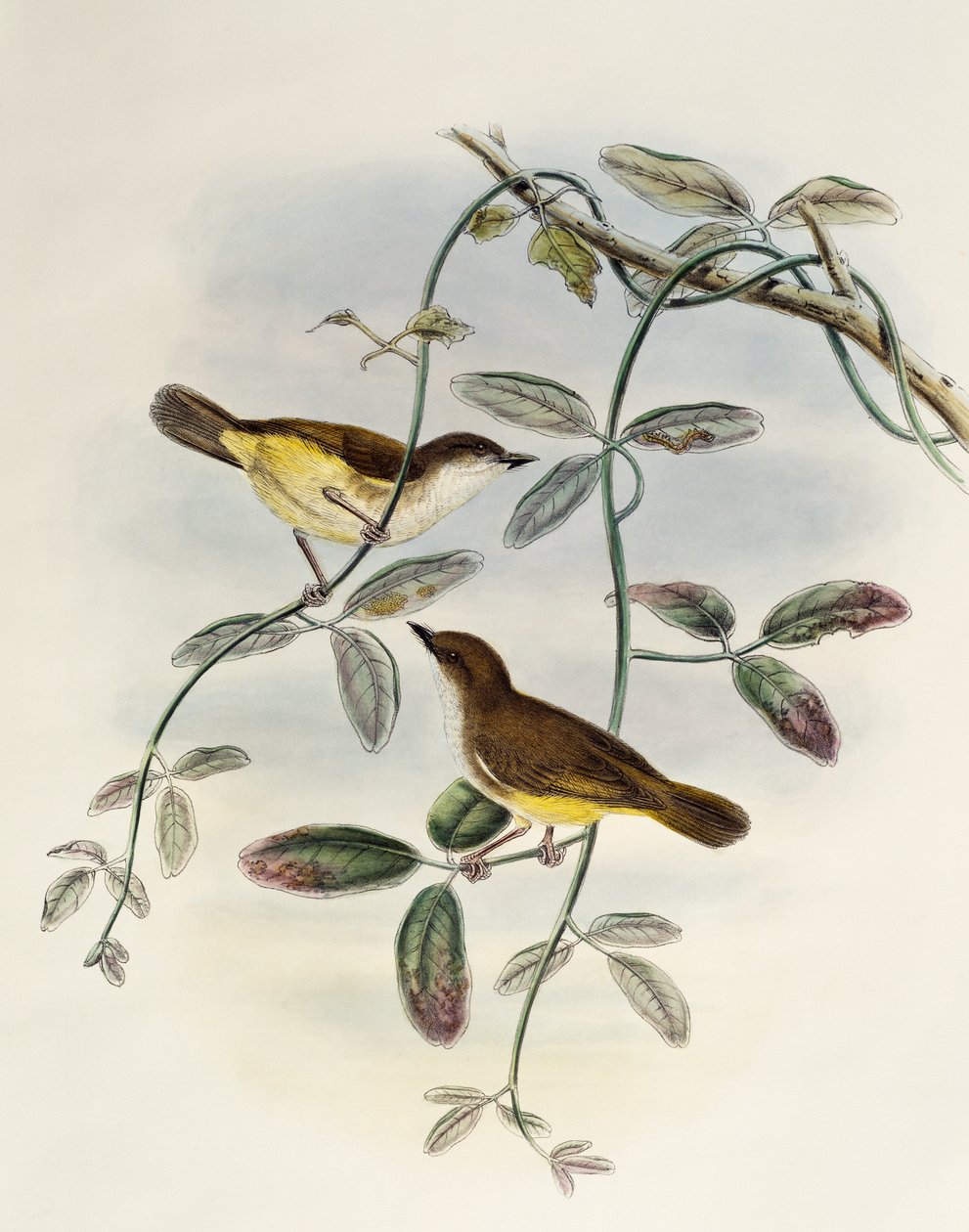 黄腹锦鸡（Gerygone chrysogaster），石版画，来自《亚洲鸟类》。 作者 威廉·马修·哈特