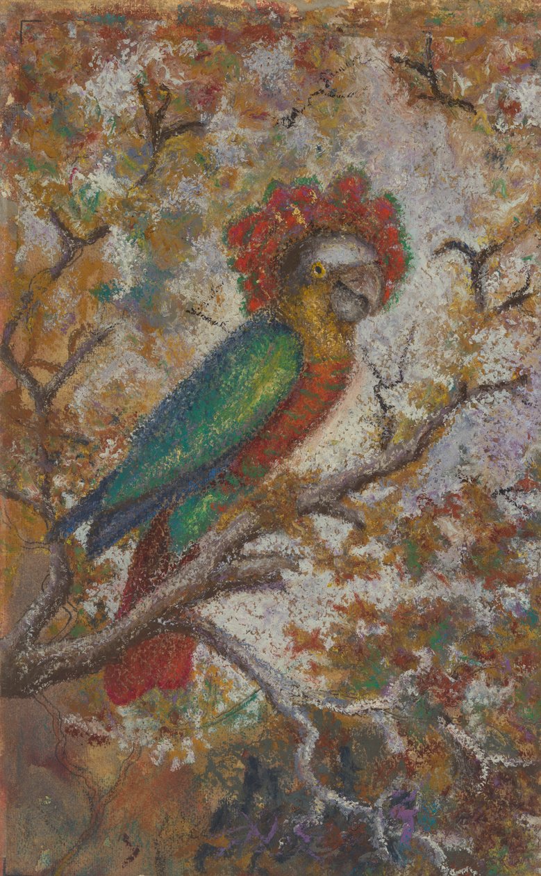 鹦鹉，1909。 作者 威廉·N·巴克纳