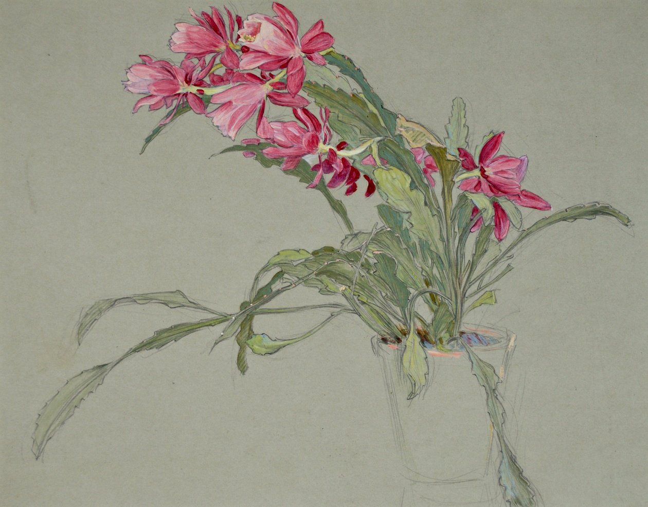 圣诞仙人掌，约 1920-30（水彩画） 作者 威廉·沙克尔顿