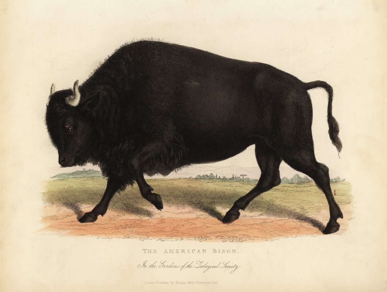 美国野牛或水牛，Bison bison。 作者 威廉·斯梅利