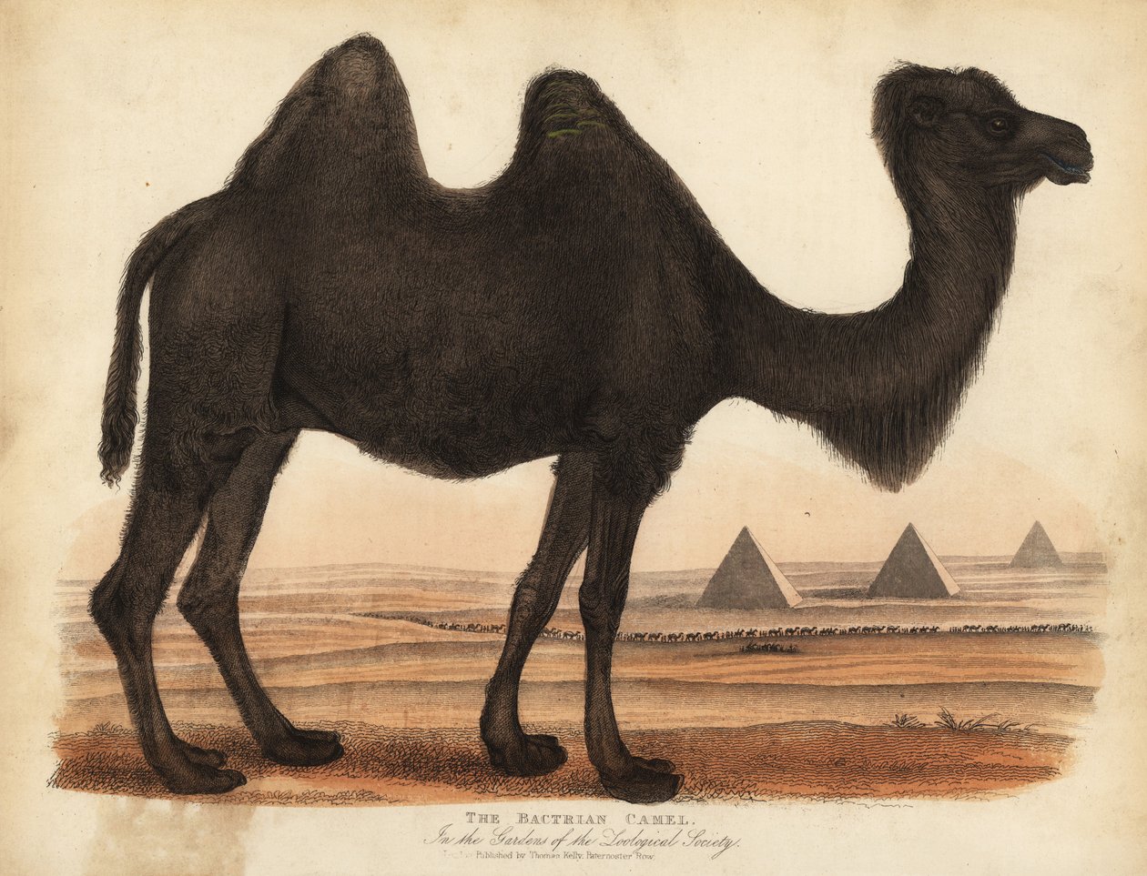 双峰骆驼，Camelus bactrianus。 作者 威廉·斯梅利