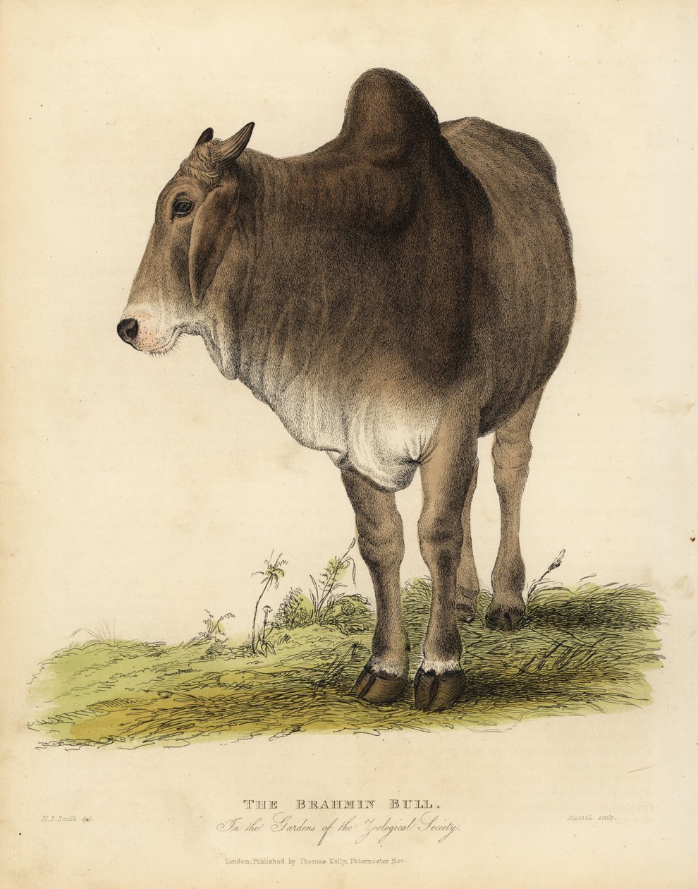 Brahma breed of zebu cattle, Bos taurus indicus. 作者 威廉·斯梅利