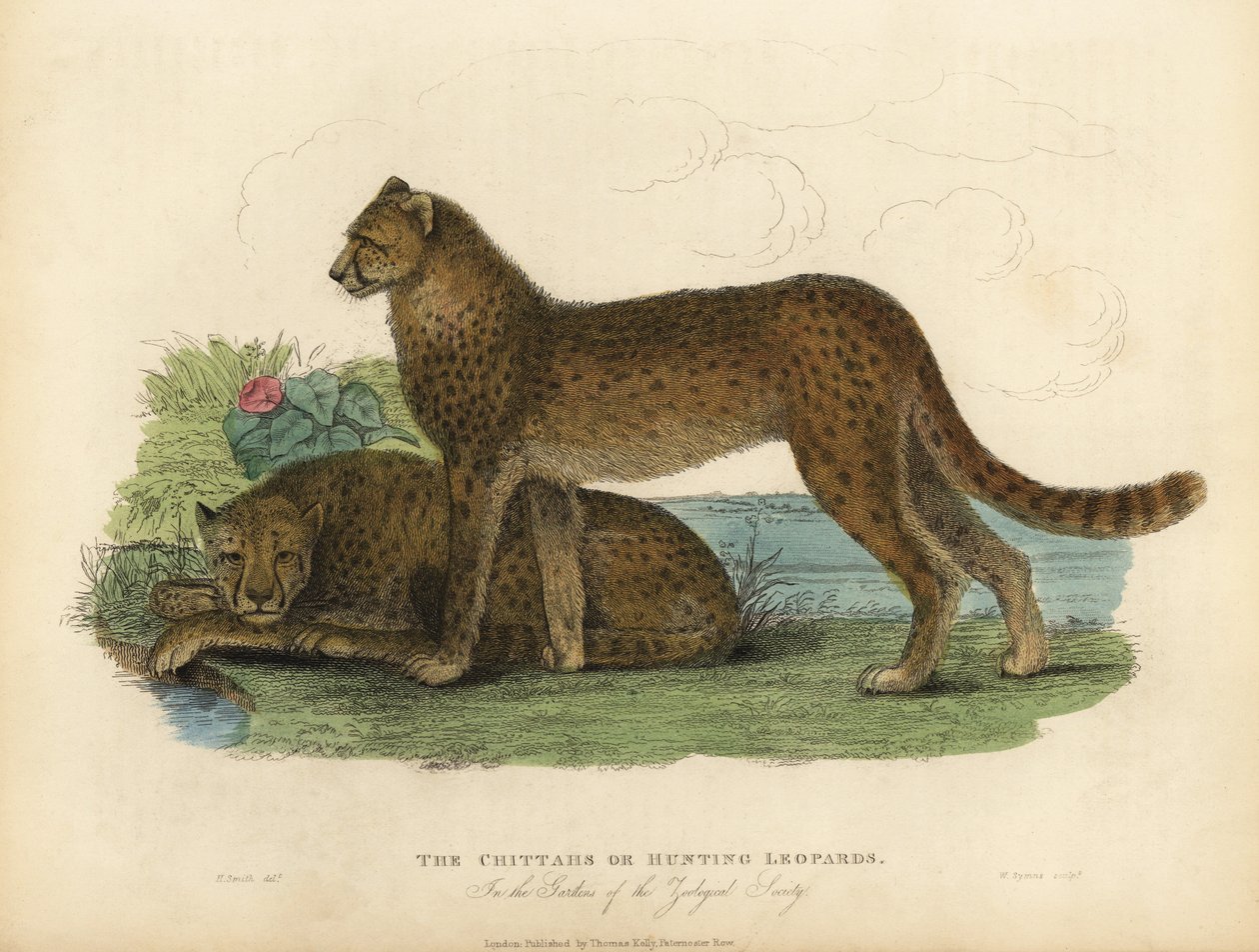 猎豹，Acinonyx jubatus。 作者 威廉·斯梅利