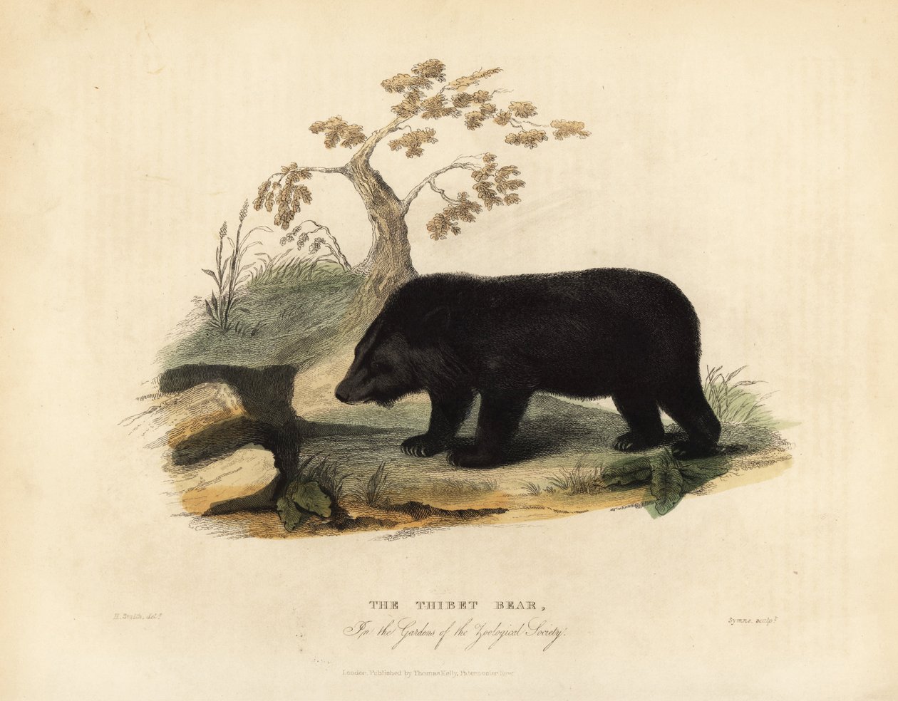 Himalayan black bear, Ursus thibetanus laniger. 作者 威廉·斯梅利