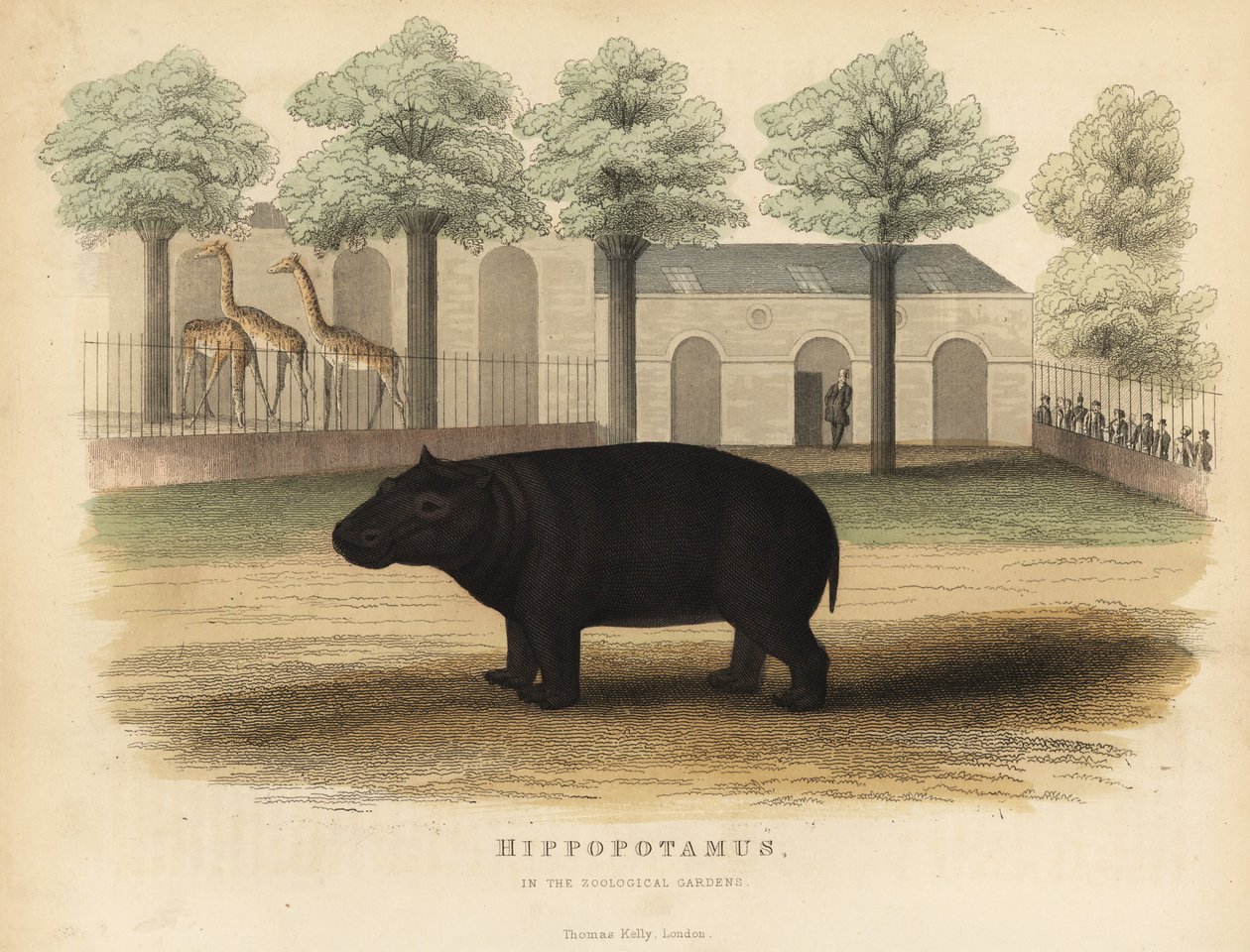 河马，Hippopotamus amphibius。 作者 威廉·斯梅利