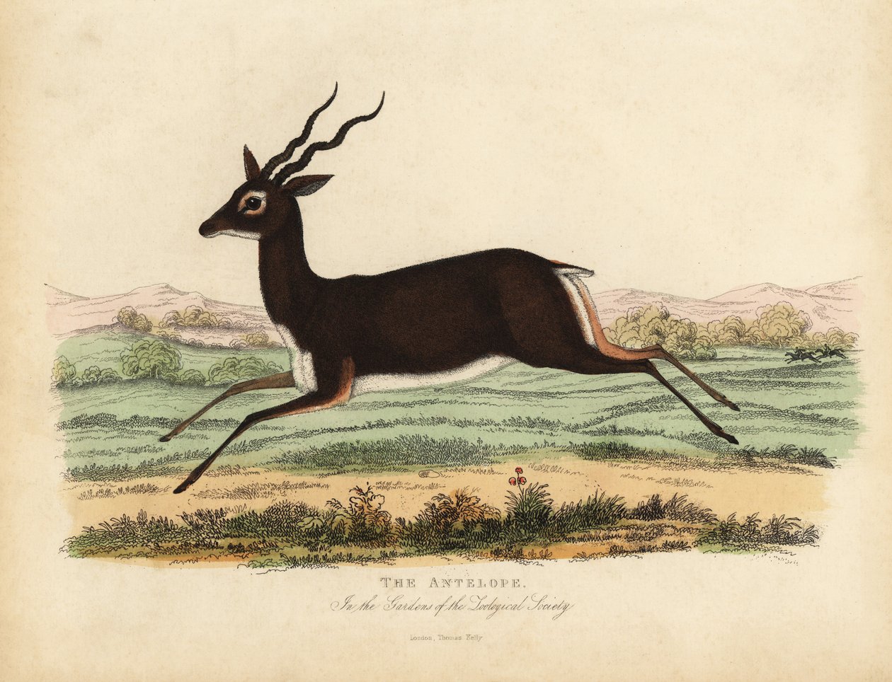 Indian antelope or blackbuck, Antilope cervicapra. 作者 威廉·斯梅利