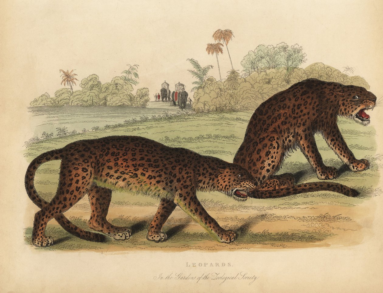 Leopards, Panthera pardus. 作者 威廉·斯梅利