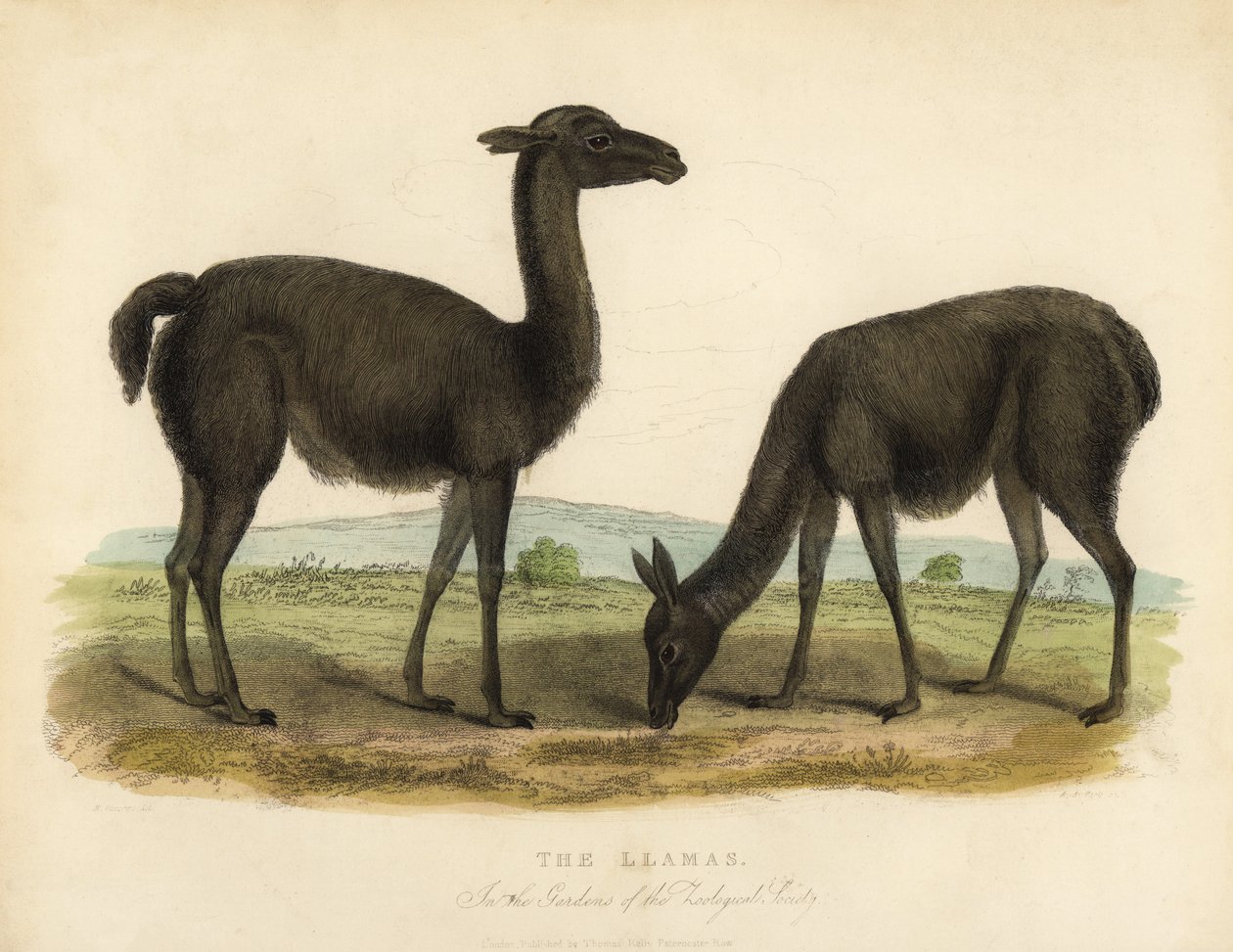 Llama, Lama glama. 作者 威廉·斯梅利