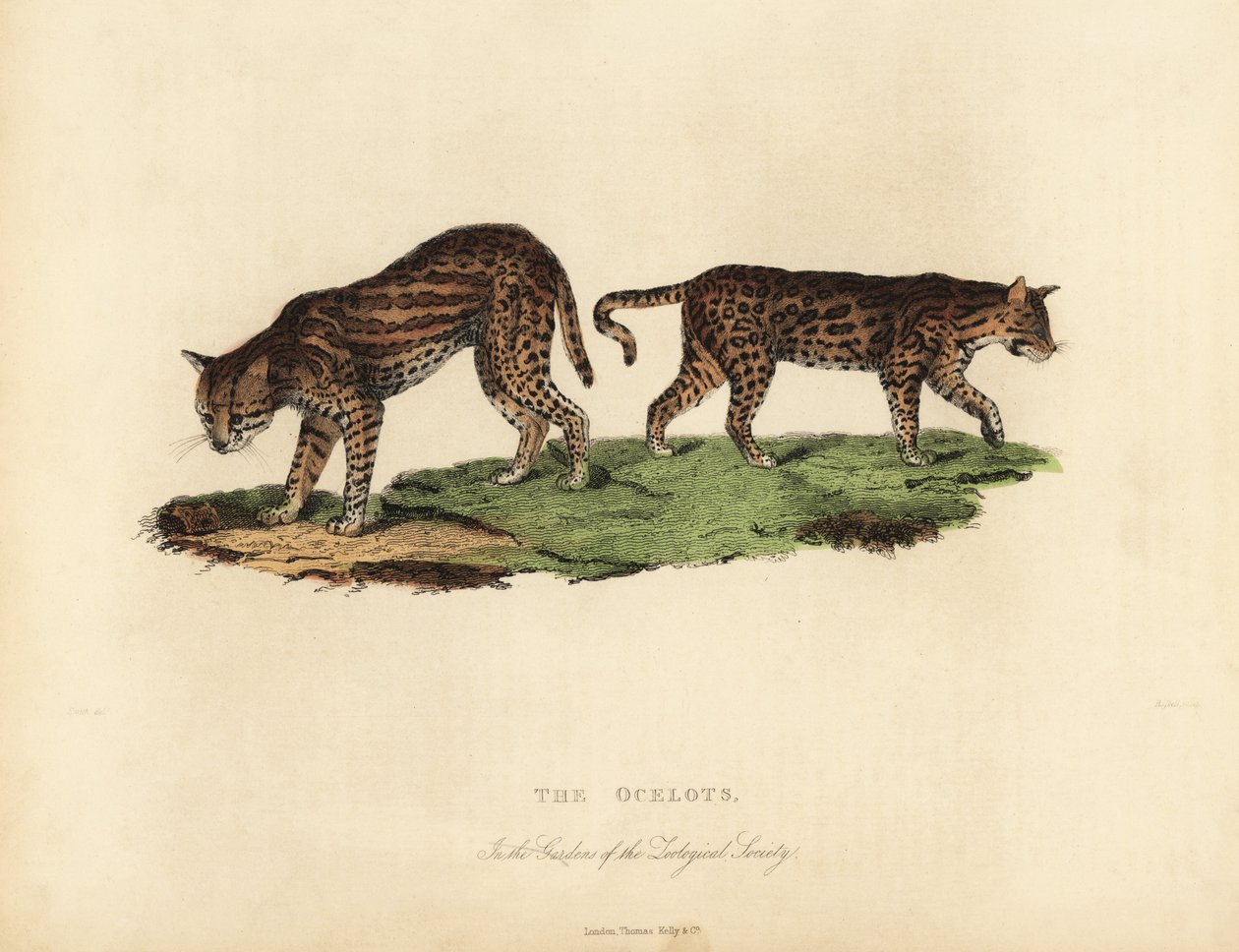Ocelot, Leopardus pardalis. 作者 威廉·斯梅利