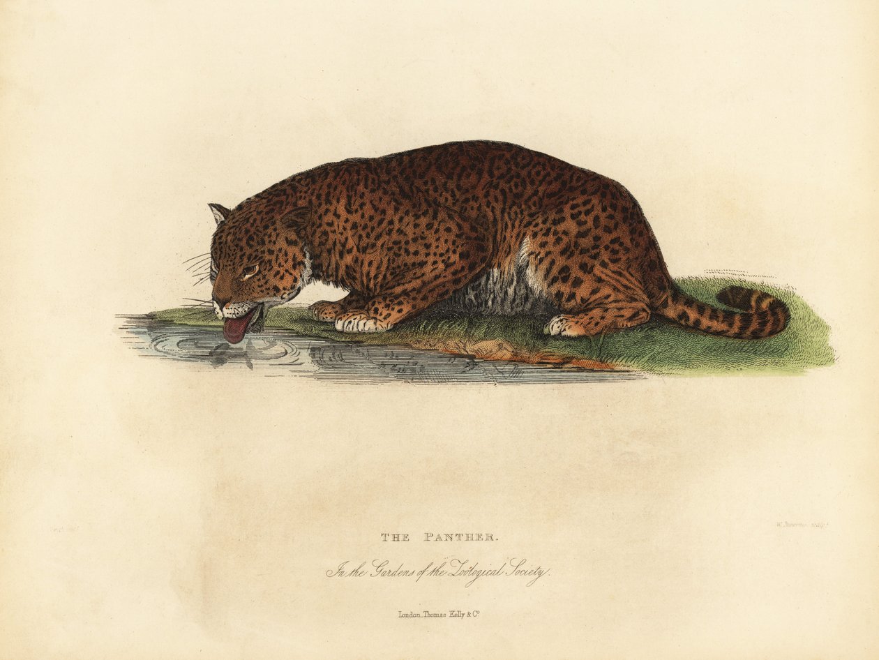 黑豹，Panthera pardus或Panthera onca。 作者 威廉·斯梅利