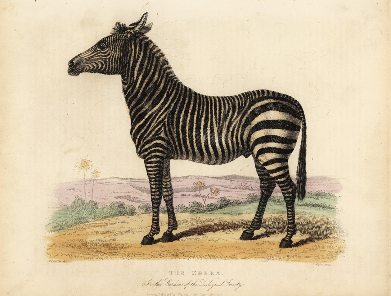 平原斑马，Equus quagga。 作者 威廉·斯梅利