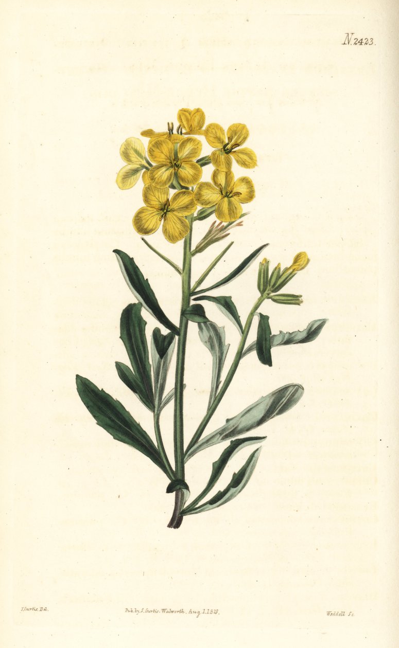 臭壁花，Erysimum odoratum（香甜的高山绿篱芥，Erysium lanceolatum minus）。 威德尔在约翰·柯蒂斯 (John Curtis) 的植物插图后雕刻的手绘铜版画，来自威廉·柯蒂斯 (William Curtis) 的《植物学杂志》，伦敦塞缪尔·柯蒂斯 (Samuel Curtis) 作者 威廉·斯梅利