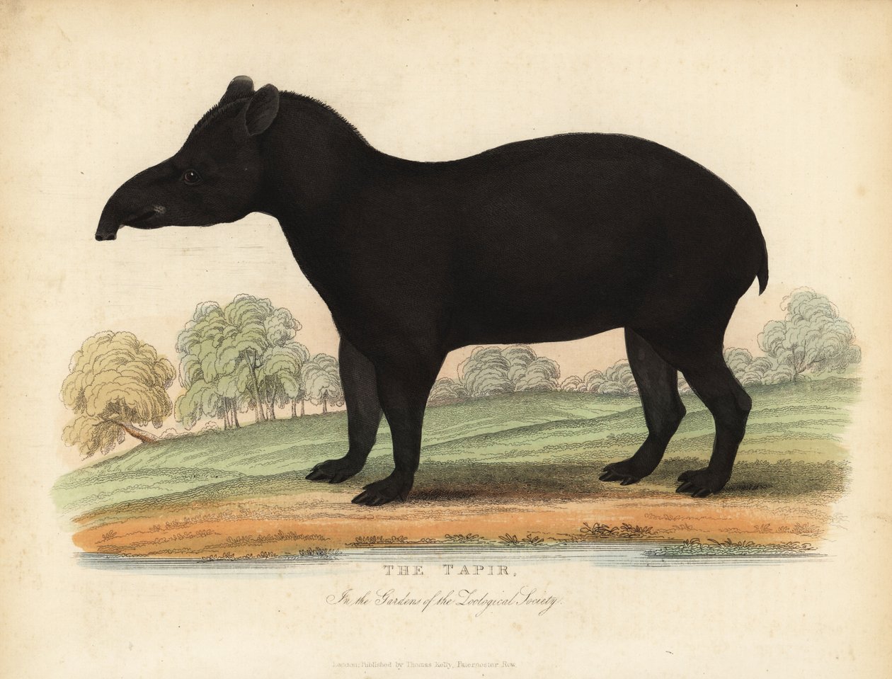 南美貘，Tapirus terrestris，脆弱。 作者 威廉·斯梅利