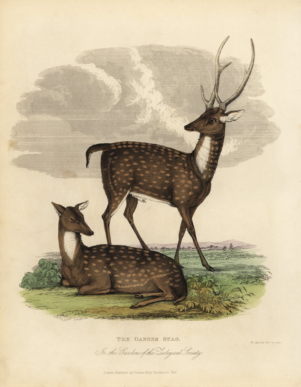Swamp deer or barasingha, Rucervus duvaucelii. 作者 威廉·斯梅利