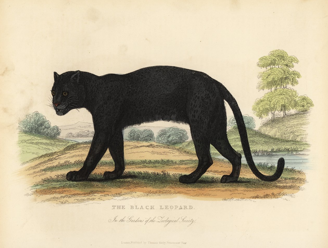 The Black Leopard, Panthera pardus. 作者 威廉·斯梅利