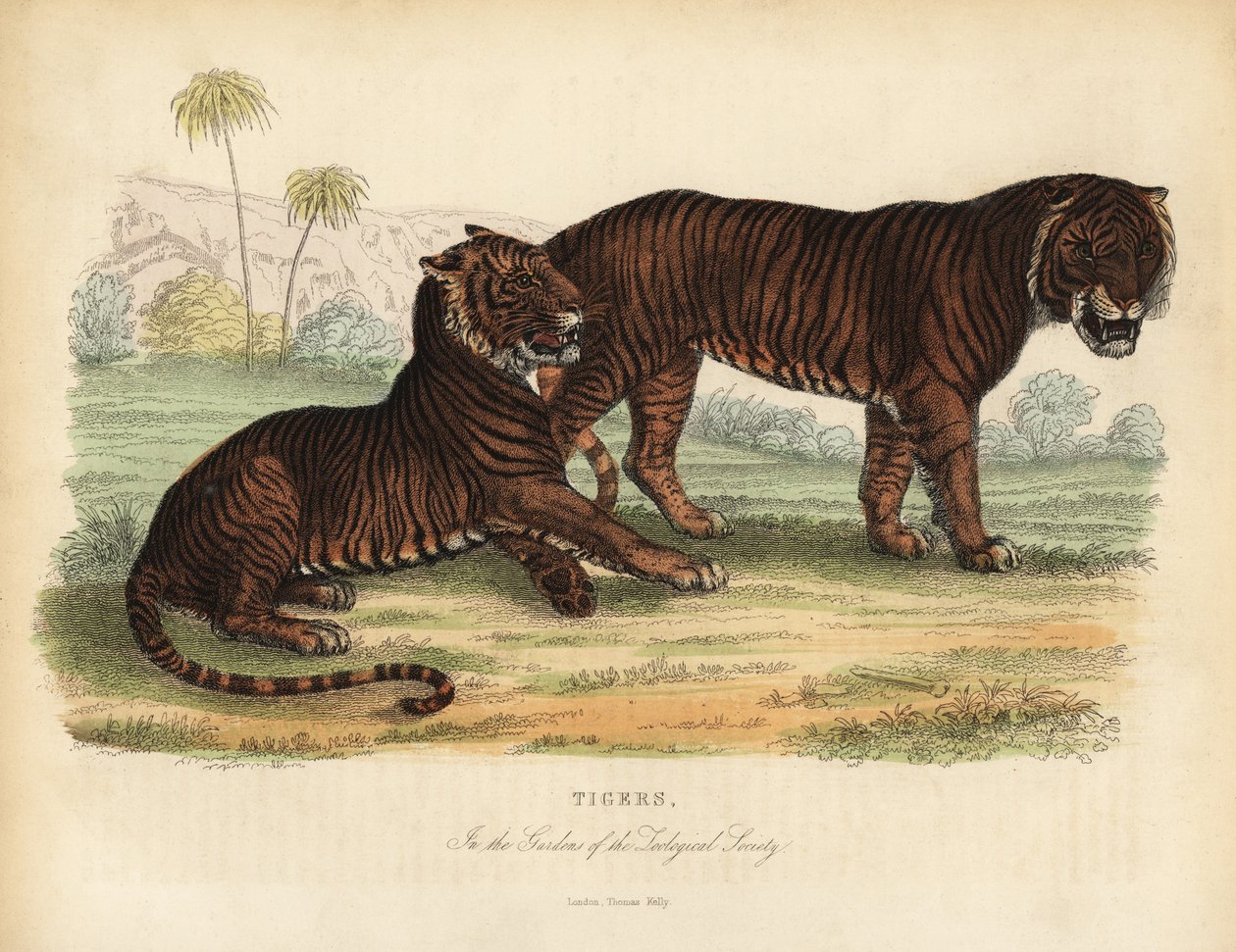 Tiger, Panthera tigris, endangered. 作者 威廉·斯梅利