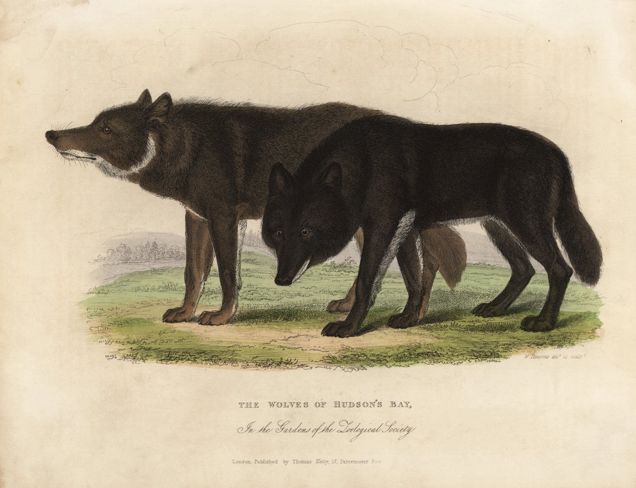 Wolves of Hudson Bay, Canis lupus. 作者 威廉·斯梅利