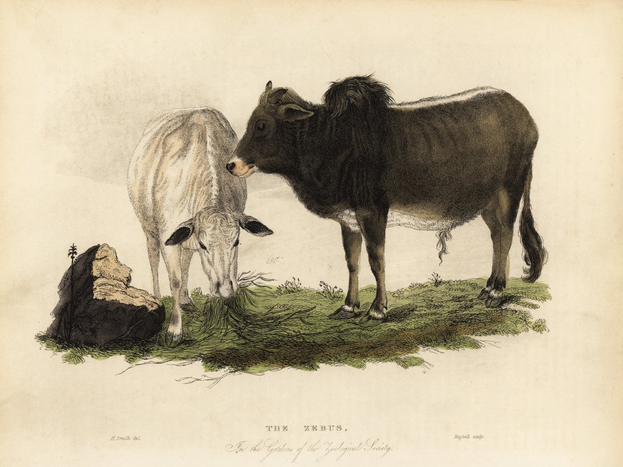 Zebu，Bos primigenius indicus。 作者 威廉·斯梅利
