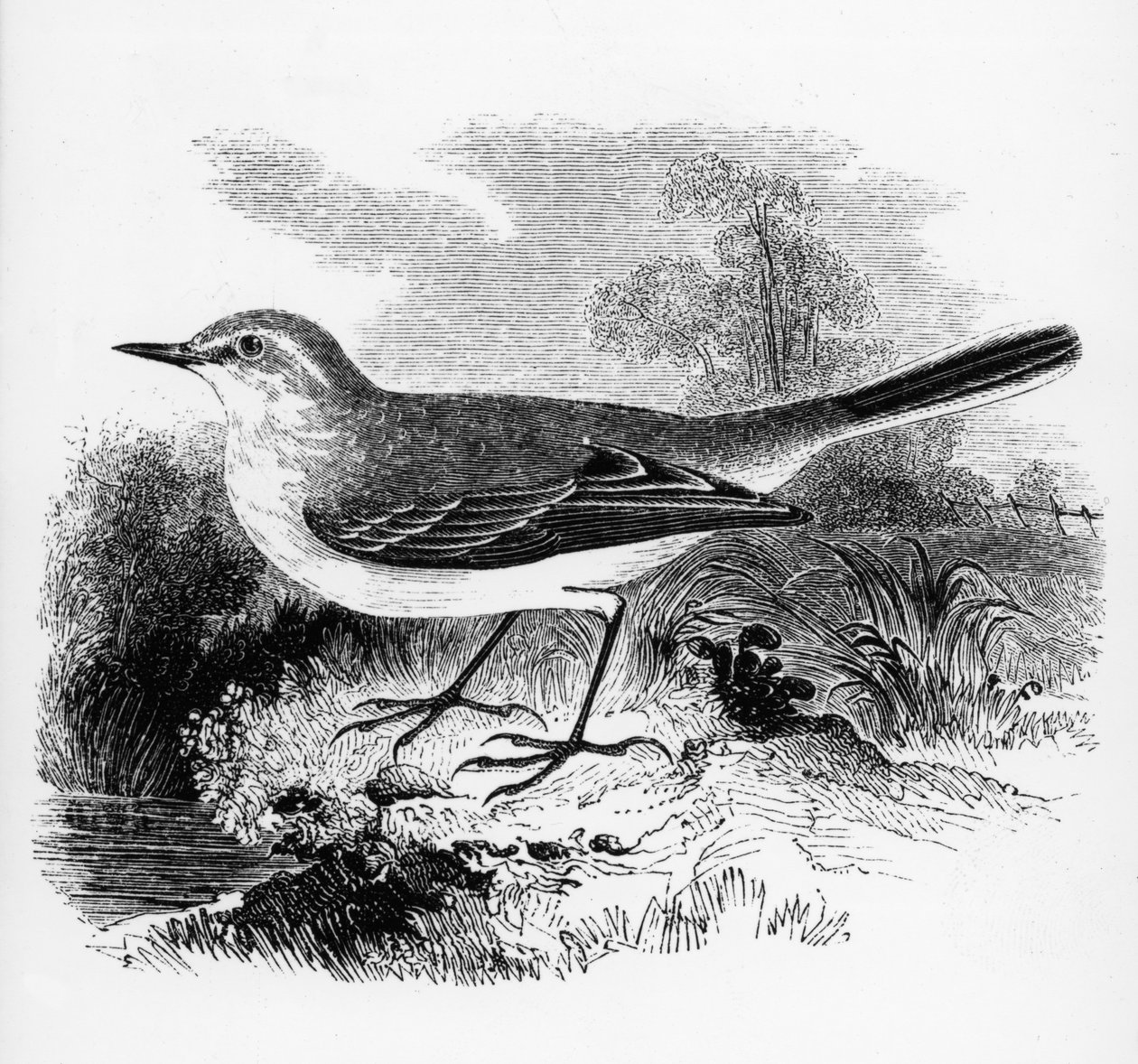 Ray&39;s Wagtail，来自William Yarrell的“英国鸟类历史”的插图，首次出版于1843年 作者 威廉·亚雷尔