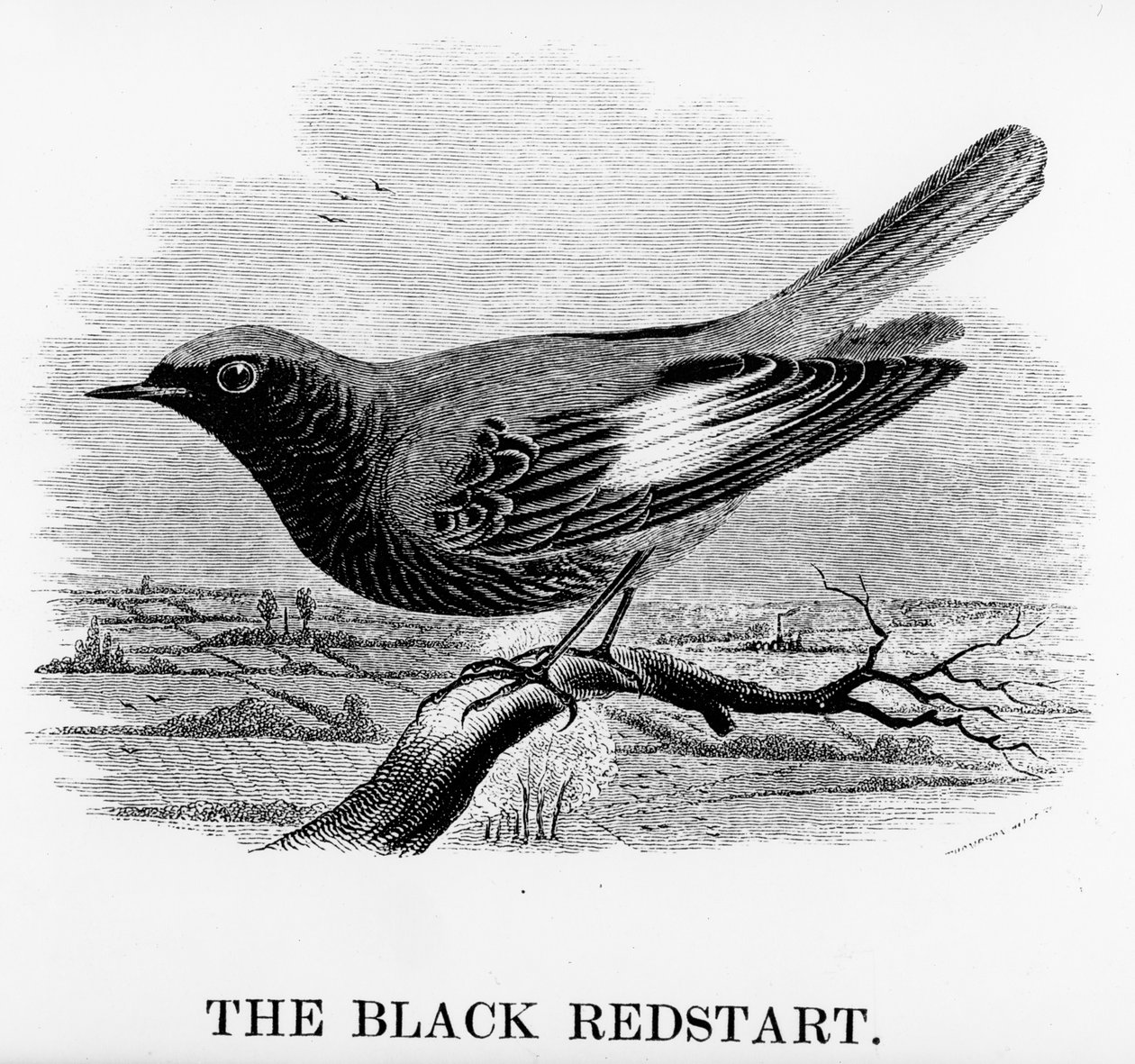The Black Redstart，来自William Yarrell的“英国鸟类史”的插图，首次出版于1843年（木刻） 作者 威廉·亚雷尔