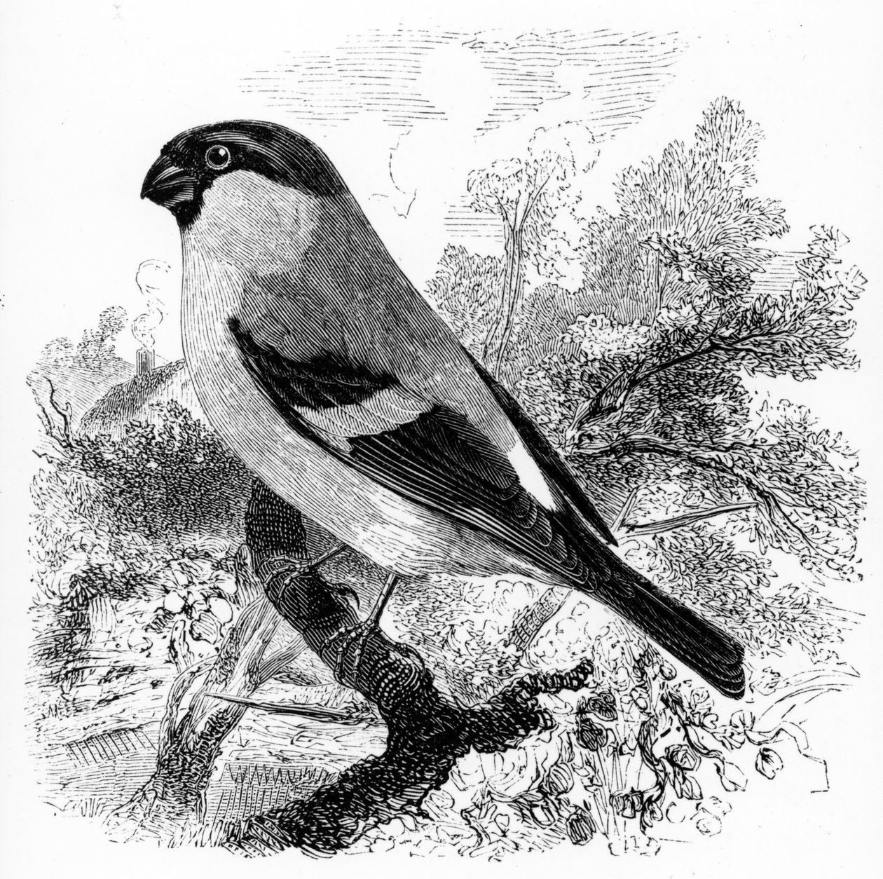 布尔芬奇，威廉·亚雷尔的“英国鸟类史”中的插图，首次出版于1843年 作者 威廉·亚雷尔