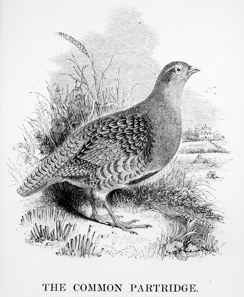 Common Partridge，来自William Yarrell的“英国鸟类史”的插图，首次出版于1843年 作者 威廉·亚雷尔