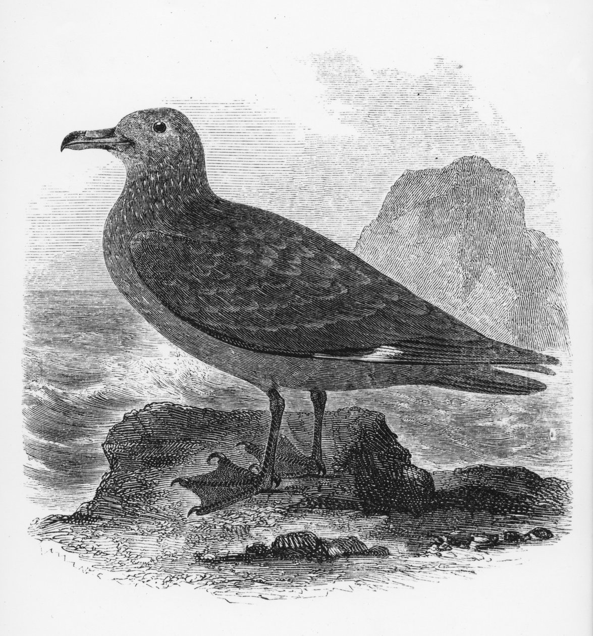 Common Skua，来自William Yarrell的“英国鸟类史”的插图，首次出版于1843年 作者 威廉·亚雷尔